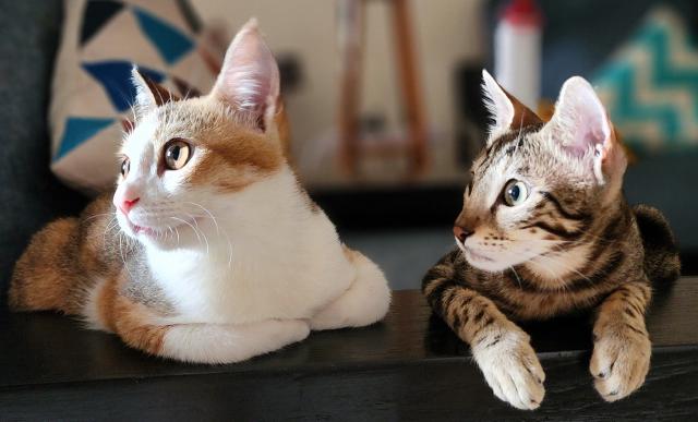 Cats: Neko &amp; Gato